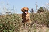 GOLDEN RETRIEVER 091